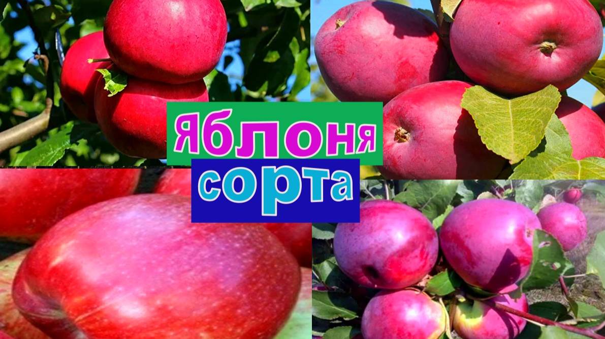ЯБЛОНЯ. КОЛЛЕКЦИОННЫЕ СОРТА