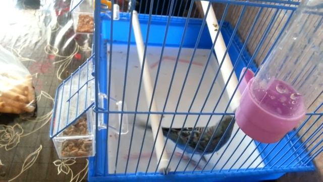 В прошлой жизни он был котом смотреть онлайн