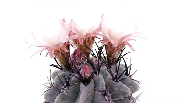 Neoporteria paucicostata смотреть онлайн