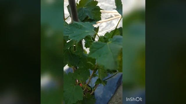 Red currant. смотреть онлайн