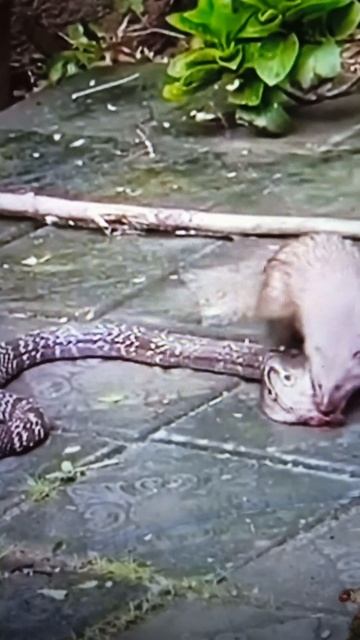 Mongoose vs Cobra | Snake Video Compilation #shorts #video #youtube смотреть онлайн