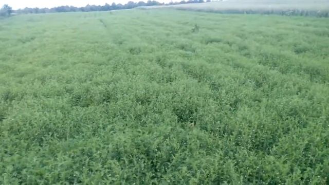 Сочевиця. Закрівці смотреть онлайн