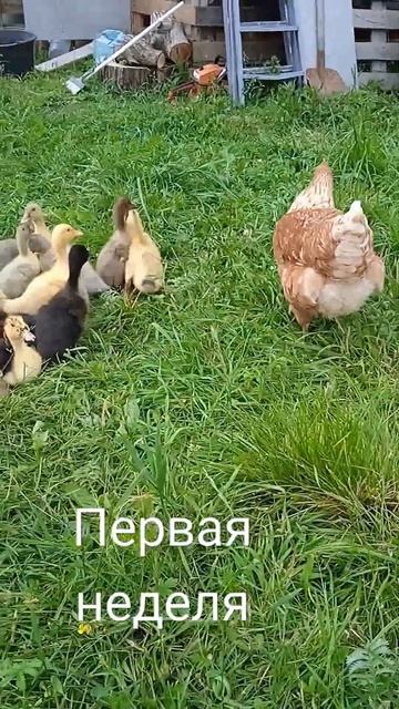 трава большая, утята маленькие. смотреть онлайн