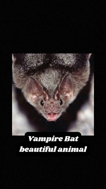 Vampire Bat beautiful animal #animallover #animals #animalsvideo #bats смотреть онлайн