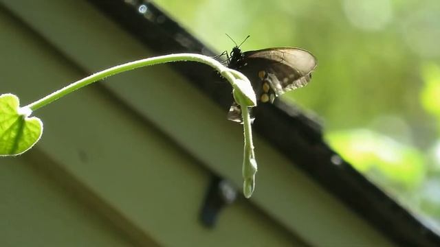 Pipevine Swallowtail смотреть онлайн