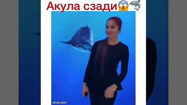 Акула сзади смотреть онлайн
