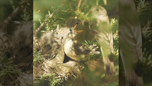 Magnolia (Demo) смотреть онлайн