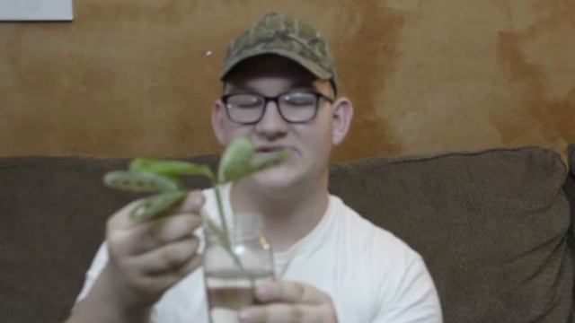 My Top 5 Houseplants For New Plant Parents!!! // have a brown thumb? no problem!!! смотреть онлайн