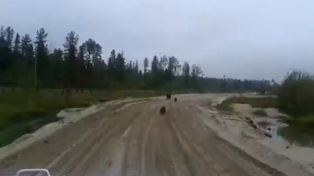 the pursuit of bears(погоня за медведями) смотреть онлайн