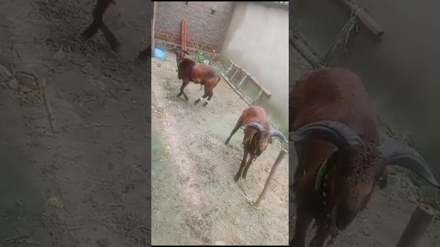 @MFARMINGODISHA @mantuputel4959 #sheepfarming #viralvideo #balangir смотреть онлайн