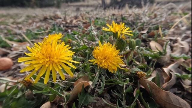 A Dandelion Day - a day in timelapse смотреть онлайн