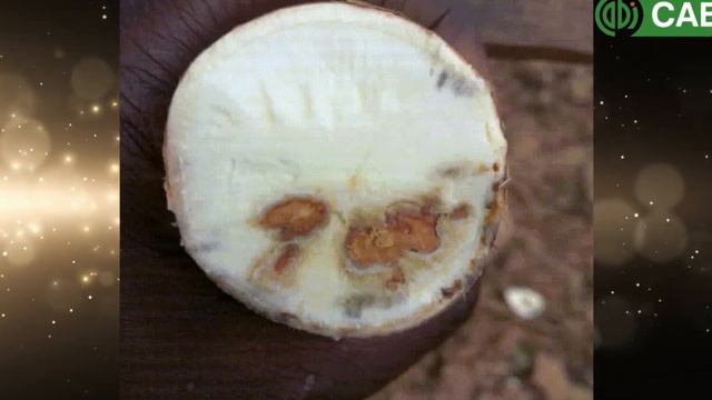 Curbing Cassava Brown Streak Disease (CBSD) in Zambia смотреть онлайн