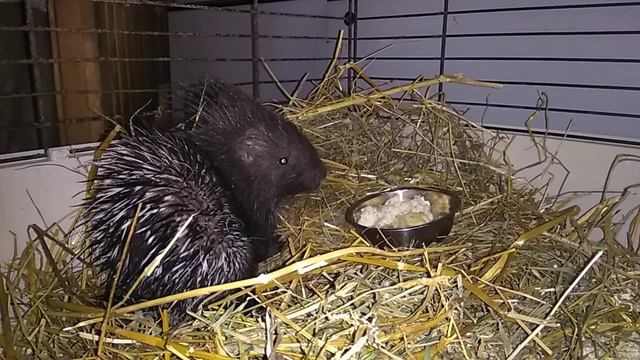 Знакомьтесь , Пряник смотреть онлайн