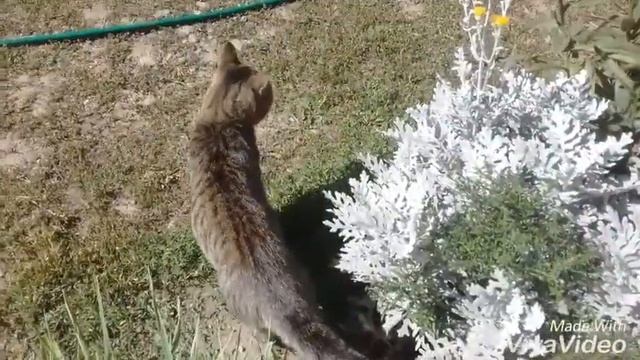 Наше первое видео,мяу смотреть онлайн