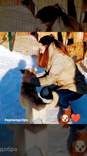 Благотворительная поездка в приют для бездомных животных❤️ г.Казань смотреть онлайн