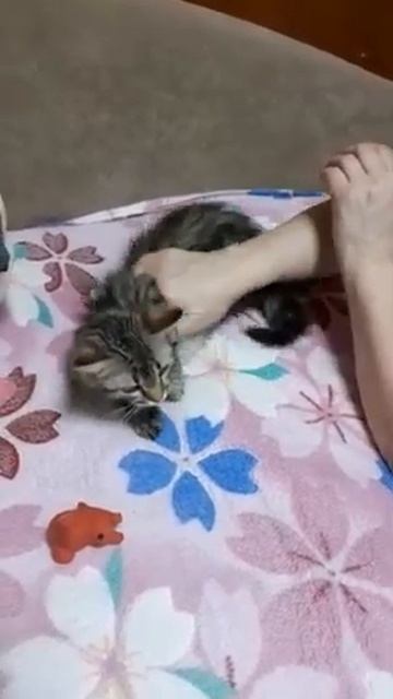 Сибирский котенок по имени Воробушек смотреть онлайн