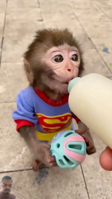two so cute baby monkey 🐒🐒 Funny short #shorts смотреть онлайн