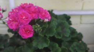 Утро, кофе, пеларгоши. Элина Быстрицкая крупным планом.