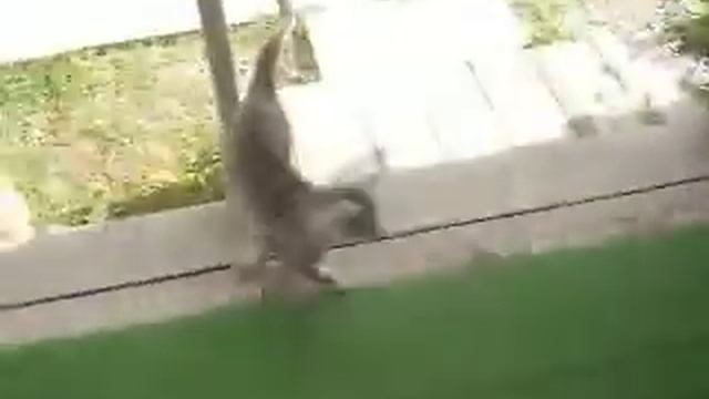 Кот Уксус прикол совет смотреть онлайн