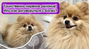 Таинственно-нервное рычание! Или как договориться с Басей?