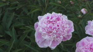 Ballerina (Kelways)