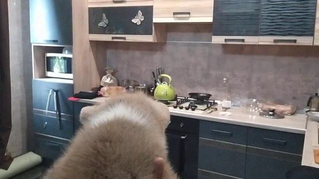 щенки акита ину смотреть онлайн