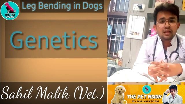 leg bend problem in dogs || causes & treatment || solution || How to treat ? || All info.by.S.M. смотреть онлайн