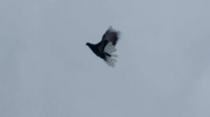 Серпастые голуби - СВГ 16.02.22 Лисичанск