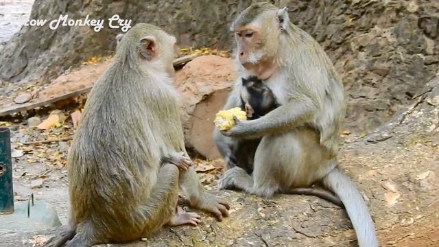 Little Monkey Barbi Is Good One, why Barbi Become Like This, Kidnapping Brother Braven, смотреть онлайн