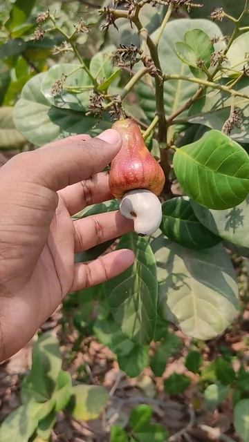kaju ka ped (cashew tree) #viral video смотреть онлайн