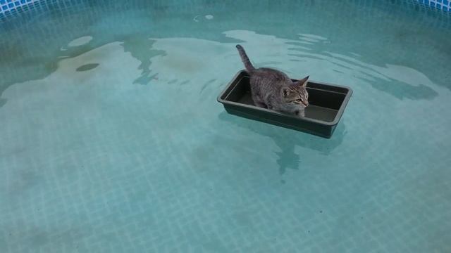 Котёнок в лодочке смотреть онлайн