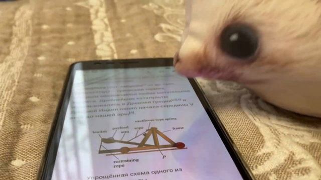 Капибара и Хренобус: путешествие в самую высокую точку, мультфильм смотреть онлайн