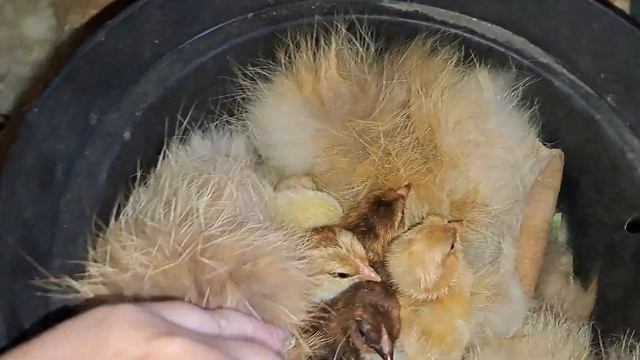 ЗА КВОЧКОЮ ТРЕБА ДОГЛЯДАТИ ЩОБ ВИСИДІЛА ДВА ВИВОДКА КУРЧАТ. смотреть онлайн