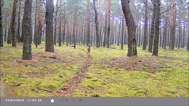 ЗВЕРИ НА ЛЕСНОЙ ТРОПЕ. ВИДЕО С ФОТОЛОВУШКИ /Camera trap video wildlife смотреть онлайн
