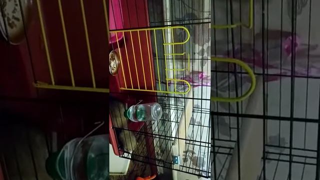 Наш хорек смотреть онлайн