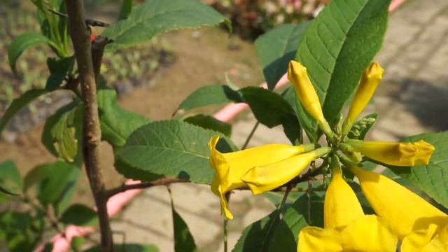 Tecoma Stans Yellow Bells