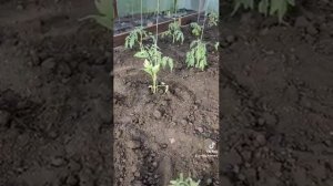 СПОСОБ ПОСАДКИ ТОМАТОВ С ОДНОВРЕМЕННОЙ ПОДВЯЗКОЙ.