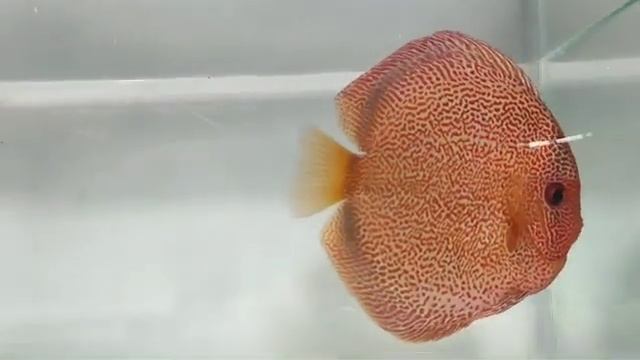 (046 tank number) International online discus fish competition 2024 смотреть онлайн