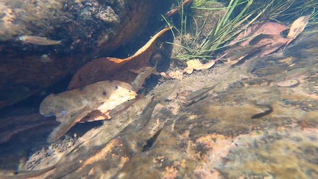 Puntius bimaculatus in an Eastern Ghat stream смотреть онлайн