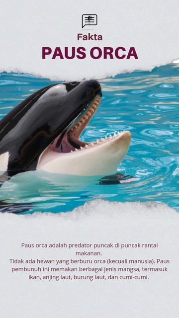 PAUS ORCA (PAUS PEMBUNUH) _ Dicerita In #shorts #faktaunik #faktamenarik #paus #pausorca #orca смотреть онлайн
