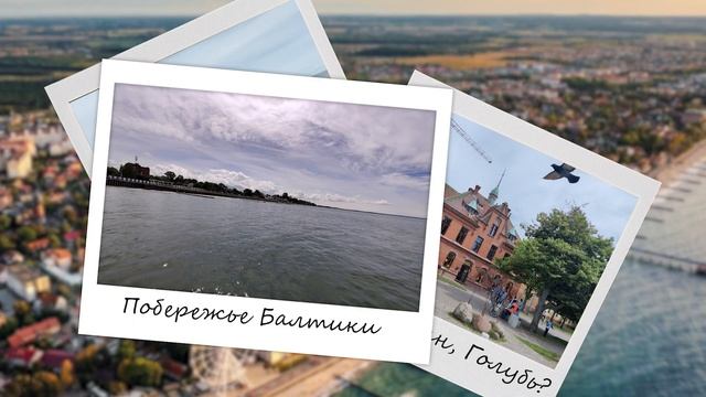 Зеленоградск. Город кошек? смотреть онлайн