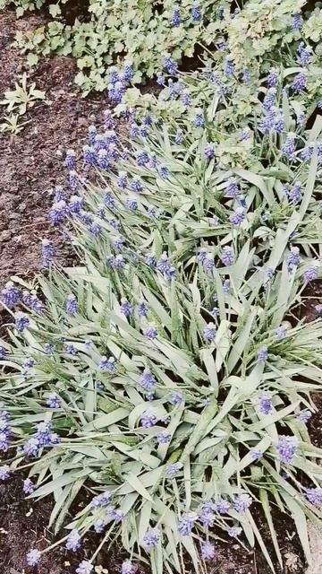 Зацвели тюльпаны и первоцветы!!!