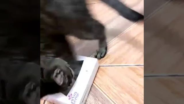 Miau !soltei um pum sem querer 😂🐱 смотреть онлайн