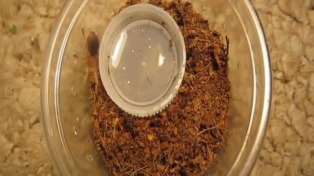 Let's Feed Some Slings! June 2016 смотреть онлайн