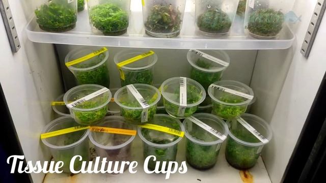 Tissue Culture Cups смотреть онлайн