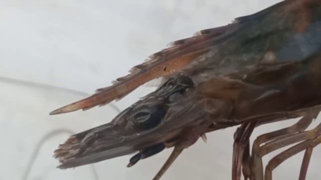 Morfologi Udang Windu (Penaeus monodon) | Lab. Biologi Crustacea Kawasan Wallacea смотреть онлайн