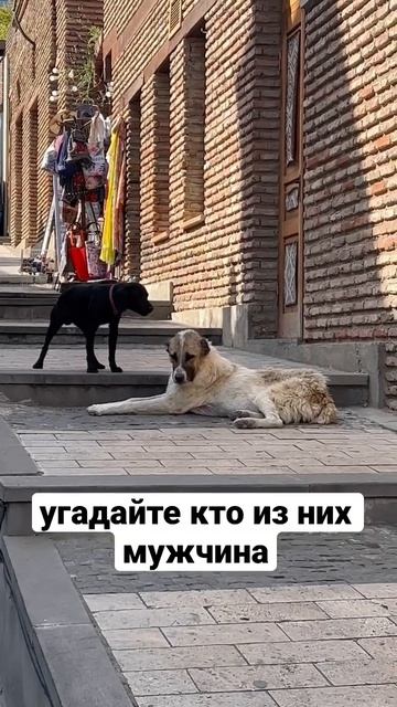 😁 СЕМЕЙНАЯ ПАРА СОБАК В ГРУЗИИ ВЫЯСНЯЕТ ОТНОШЕНИЯ, УГАДАЙТЕ КТО ИЗ НИХ МУЖЧИНА, А КТО ЖЕНЩИНА? 🐶 смотреть онлайн