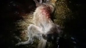 Охота на волка на приваде за десять минут.