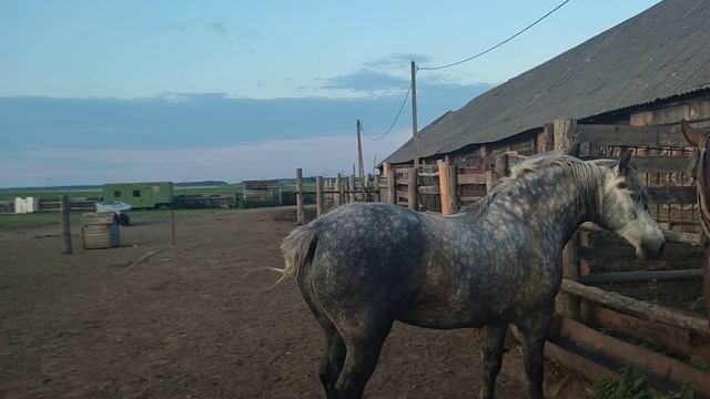 Альфа пристает к жеребцу смотреть онлайн