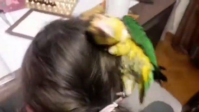 попугай каик чешется, perroquet caique se gratouille. смотреть онлайн